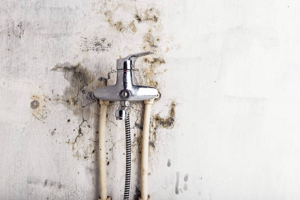 Best Emergency Mold Remediation in Tazewell, VA