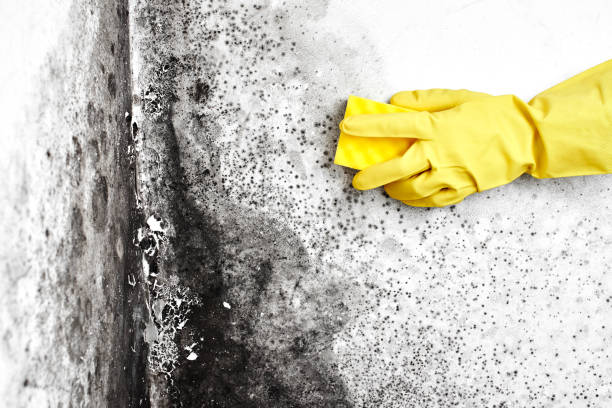 Best Health and Safety Mold Remediation in Tazewell, VA