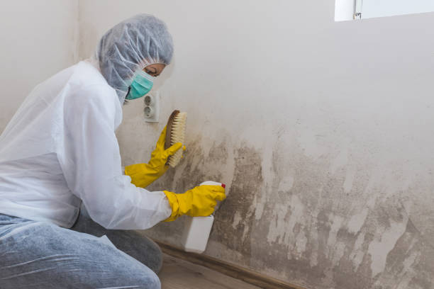 Best Insurance-Related Mold Remediation in Tazewell, VA