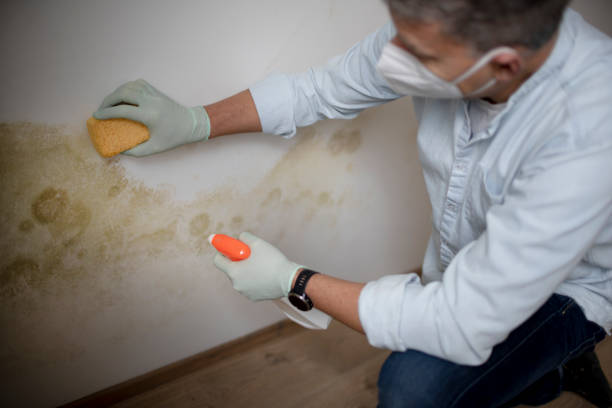 Best Black Mold Remediation in Tazewell, VA