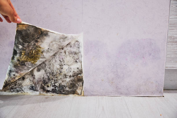 Best Attic Mold Remediation in Tazewell, VA